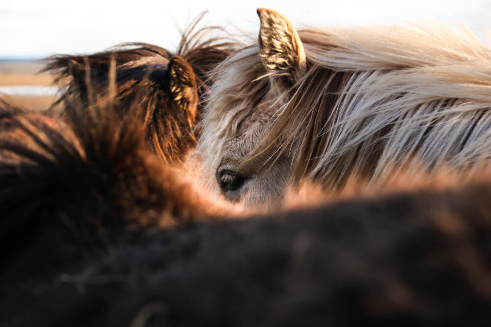 Hoe slapen paarden en hoe lang doen zij dat