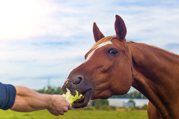 je paard gezond en fit 2024