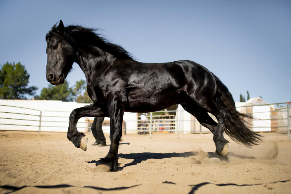 Waarom is een paard een edel dier