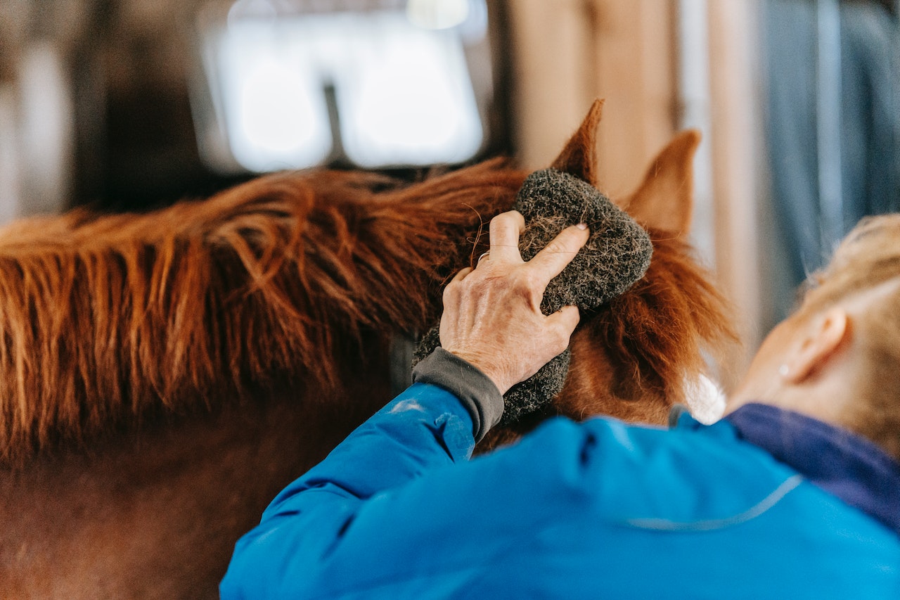 hoe verzorg je een paard tips