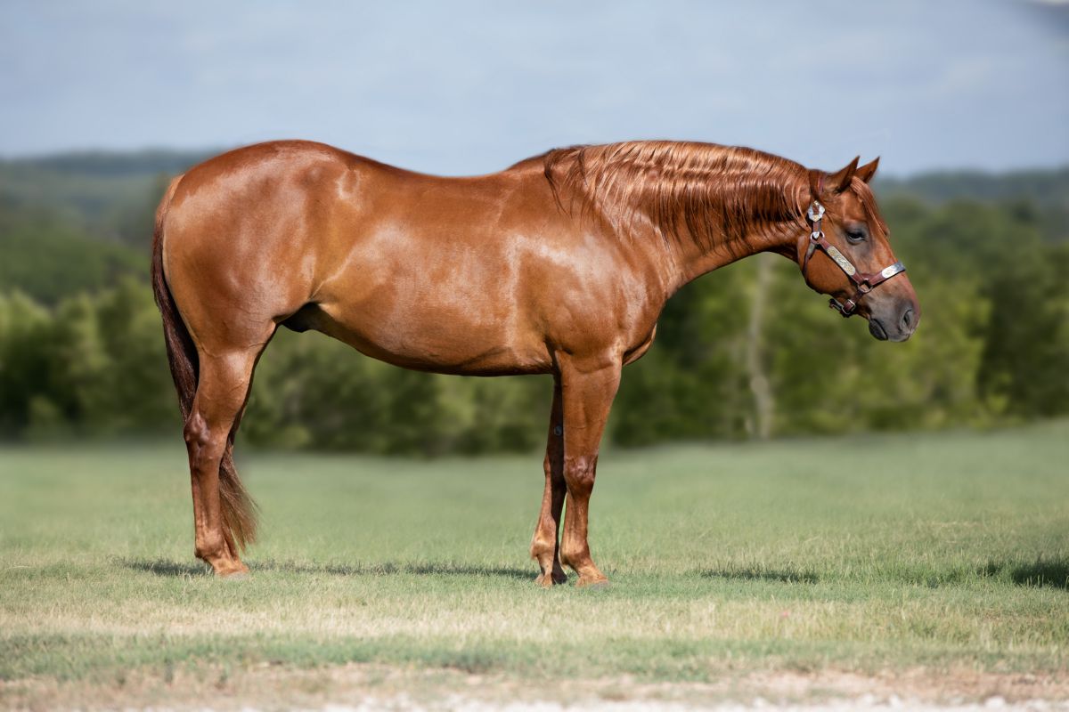 Hoeveel Weegt Een Paard En Waar Moet Je Op Letten?