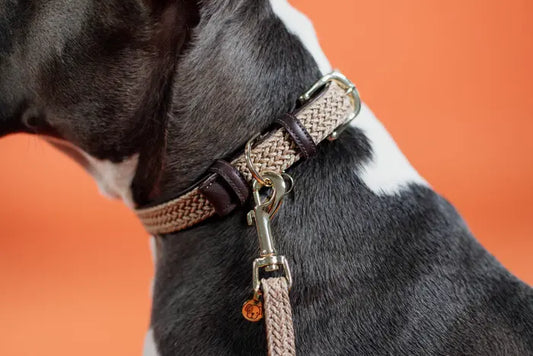 Kentucky gevlochten Nylon Honden halsband
