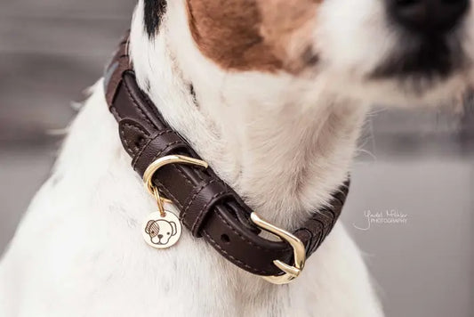 Kentucky Triangle Honden halsband