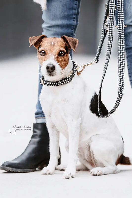 Kentucky Pied de Poule Leder Honden halsband