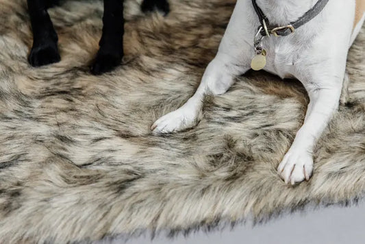 Kentucky Hondenbed Fuzzy Blanket To Go